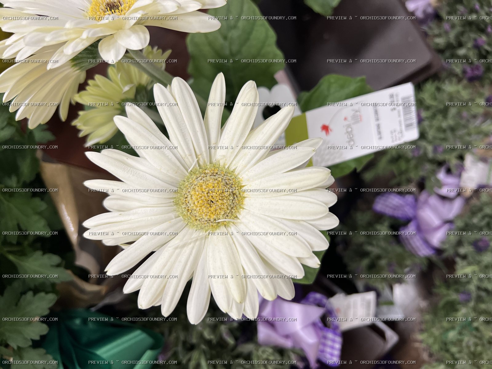 White Dandelion Flower